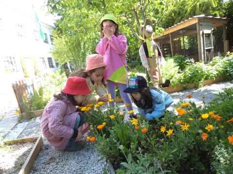 As crianças observam as calêndulas, uma das plantas que escolheram para estudar, investigar e partilhar  com os eco-amigos de outros Jardins de Infância.